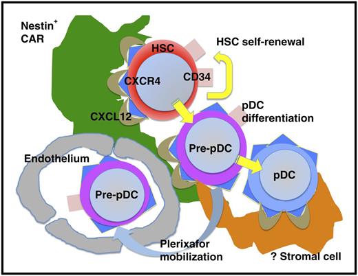 Mobilization of CD34+ HSCs, CD34+ pre-pDCs, and pDCs from the BM microenvironment into the vascular space following plerixafor administration.