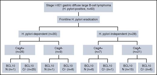 Figure 4. Scheme of the relationship between HP dependence or independence and protein expression of CagA and BCL10. N indicates the number of patients in individual subgroups. +, positive expression of CagA; −, negative expression of CagA; C/−, cytoplasmic or negative expression; N, nuclear expression of BCL10.