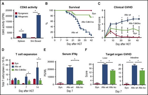 Figure 2. Cd5k activity is critical for GVHD induction. Lethally irradiated B6D2F1 mice received HCT from either syngeneic B6D2F1 or allogeneic (B6) mice as described in supplemental Methods. Cdk5 kinase activity was significantly increased in the spleen and small intestine by day 10 after HCT (A). Allo-HCT using Cdk5−/−C (Allo Cdk5 ko) donors results in significant reduction in GVHD severity as measured by survival (B), clinical score (C), splenic T-cell expansion (D), serum IFNγ levels (E), and target organ histopathology (F) compared with recipients of Cdk5+/+C (Allo wt) donors. Data are from 2 to 3 comparable experiments: n = 3 to 4 mice per group (A), n = 12 to 24 mice per group (B-C), and 4 to 8 mice per group (D-F). *P < .01 for all comparisons.