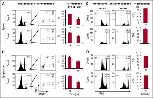 Figure 3. Cdk5 regulates migrational and proliferative capacity of donor T cells after allo-HCT. Isolated Cdk5+/+C (WT) T cells were stained with 2.5 μL of CFSE and Cdk5−/−C (KO) T cells were stained with 5 μL of SNARF-1. Equal numbers of WT and KO T cells (3-5 × 106) were coinjected into lethally irradiated B6D2F1 mice. Spleens and LNs were isolated from recipient mice at 24 and 48 hours after injection and cells were stained with CD4 or CD8 fluorescent antibodies and examined by flow cytometry. The percentage of CD4+ and CD8+ from WT (CFSE+) and KO (SNARF-1+) and percentage reduction of cells from KO mice were determined (A-B). In vivo T-cell proliferation was assessed in parallel experiments. T cells from Cdk5+/+C or Cdk5−/−C were labeled with CFSE and 5 × 106 T cells were separately injected IV into lethally irradiated B6D2F1 mice. Seventy-two hours later, mice were sacrificed and the spleens were removed. Proliferating cells from WT or KO donors were identified based upon decreased staining for CFSE (C-D). Percentage reduction at 72 hours likely reflects effects of Cdk5 on both migration to SLOs and subsequent proliferation once present. N = 4 mice per group and represent 1 of at least 3 replicate experiments.