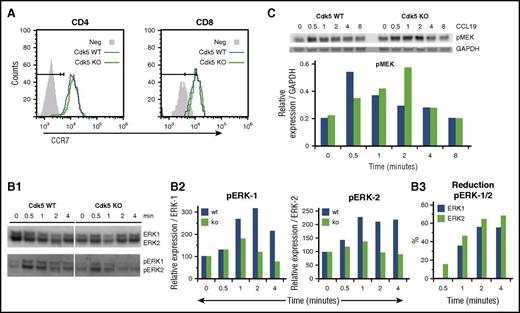 Figure 5. Patterns of phosphorylation of known intermediates of CCR7 intracellular signaling are altered in CDk5-deficient T cells. Cell surface expression of CCR7 on peripheral blood CD4+ and CD8+ T cells was examined by flow cytometry after labeling cells with CCL19-Fc followed by anti-human immunoglobulin G (IgG)-phycoerythrin (PE) and either CD4-APC or CD8-APC (A). Next, purified T cells from Cdk5+/+C (Cdk5 WT) or Cdk5−/−C (Cdk5 KO) mice were incubated with 100 ng/mL CCL19 for 0 to 4 minutes and then lysed with Triton X-100 buffer containing phosphatase/protease inhibitors. Total cell lysate (4 μg) was separated on a 4% to 12% Bis-Tris gel and transferred to nitrocellulose. Cell lysates were examined by western blot using antibodies against pERK1/2 to measure levels of phosphorylated protein and ERK1/2 to measure levels of pERK1/2 and total ERK1/2 loaded (B1). The relative increase in expression of pERK/ERK in lysates from either WT or KO T cells was determined at each time point using time 0 for respective samples (eg, 100%) as baseline (B2). The percentage reduction of pERK expression in KO T cells was also determined at each time point (B3). In separate experiments, purified T cells from WT or KO mice were again incubated with 100 ng/mL CCL19 and cell lysates were examined for expression of pMEK1/2 and GAPDH (C). Data shown are from 1 of 3 replicate experiments.