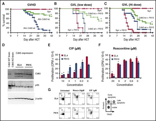 Figure 6. Effects of Cdk5 gene deletion on GVL activity. Lethally irradiated B6D2F1 mice received HCT from either syngeneic (B6D2F1) or allogeneic Cdk5+/+C (Allo Cdk5 WT) or Cdk5−/−C (Allo Cdk5 KO) donors as described in Figure 4. Consistent with previous experiments, animals receiving HCT from Cdk5−/−C donors have significantly reduced mortality from GVHD (A). In subsequent experiments, groups of HCT recipients received 250 or 500 P815 tumor cells at time of transplant. Recipients of BM and T cells from Cdk5 KO donors effectively eliminate low-dose tumor challenge and show improved leukemia-free survival (B). At higher tumor dose, significant GVL activity remains, but some Cdk5 KO HCT recipients succumb to tumor (C). The expression of Cdk5 and p35 was determined on P815 and EL4 tumor cell lysate using western blot analysis (D). Tumor cells (104 cells per well) were incubated with 3H-Thy for 24 hours in the presence or absence of roscovitine or CIP and cell proliferation was determined (E-F). In parallel experiments, tumor cells incubated with roscovitine or CIP for 24 hours were stained with Annexin V and 7AAD and the percentage of early apoptotic cells was determined (G). Data are from at least 2 combined experiments: n = 8 to 12 per group (A-C), or 1 of at least 2 comparable experiments (E-F). *P < .01.