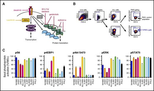 Figure 2. Constitutive activation of signaling phosphoproteins in Ph-like ALL PDX models. (A) Schema of signaling nodes assessed and targets of kinase inhibitors. (B) Gating strategy for phosphoflow cytometry analyses: live singlet CD10+CD19+ (and TSLPR+ if CRLF2-rearranged) human ALL cells in murine spleens were gated. FMO controls were used for each fluorophore-conjugated phosphoprotein antibody to set negative (FMO−) and positive (FMO+) gates. The percentage of cells in the FMO+ gate was calculated for all phosphoproteins for each STI treatment and displayed graphically. All studied ALL samples were uniformly CD10+. (C) Basal levels of each measured phosphoprotein in vehicle-treated mice from each PDX model are displayed as percentages of human ALL cells in FMO+ gates. Data are depicted for each PDX model (colored columns) as mean percentage of cells in FMO+ gate on the y-axis with standard error of the mean (black bars). FSC-A, forward scatter area; SSC-A, side scatter area; SSC-W, side scatter width.