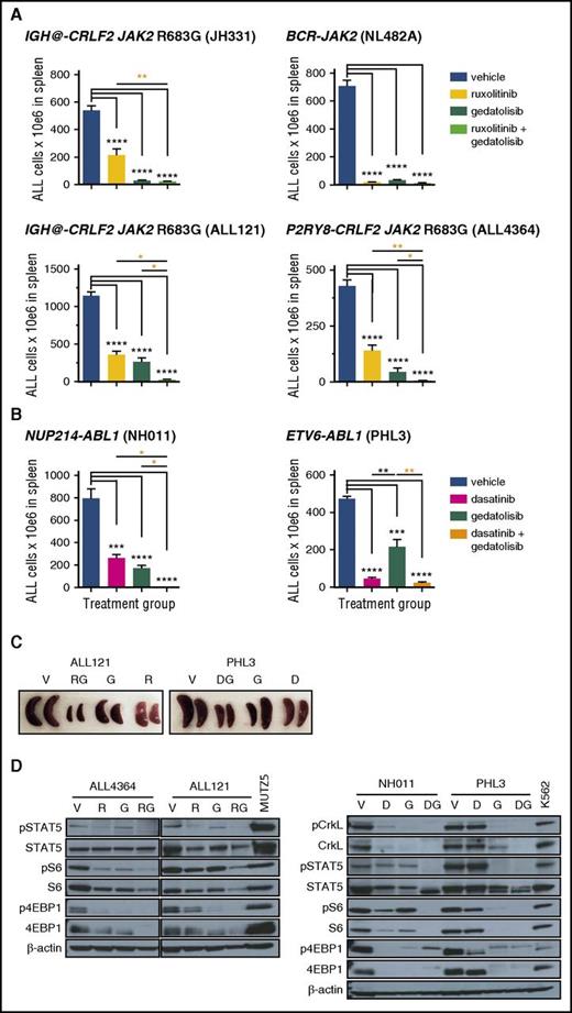 Figure 4. Superior efficacy of combination STI treatment. Mice engrafted with (A) CRLF2/JAK-mutant Ph-like ALL were treated with vehicle, ruxolitinib, gedatolisib, or both ruxolitinib and gedatolisib for 3 or 4 weeks. Human ALL in murine spleens after treatment completion was measured by quantitative flow cytometry as in Figure 1. Significantly greater inhibition of ALL proliferation was observed with combined ruxolitinib and gedatolisib treatment (orange asterisks), as measured by 1-way ANOVA with the Tukey posttest for multiple comparisons with α = 0.05. (B) ABL1-rearranged Ph-like ALL PDX models were treated with vehicle, dasatinib, gedatolisib, or both dasatinib and gedatolisib for 3 weeks. Enhanced antileukemia efficacy was also observed in these models with combined dasatinib and gedatolisib treatment (orange asterisks) vs dasatinib alone or gedatolisib alone. (C) Combination inhibitor treatment markedly reduced splenomegaly in ALL-engrafted PDX mice treated as in panels A or B. (D) Immunoblotting of total and phosphorylated signal transduction proteins from murine splenic lysates (obtained after 3 or 4 weeks of treatment) demonstrate greatest inhibition of target phosphoproteins with combination inhibitor treatment of PDX models. Total protein loss is observed with inhibitor treatment in some models. MUTZ5 (a CRLF2/JAK2-mutant ALL cell line) and K562 (a BCR-ABL1–rearranged chronic myeloid leukemia cell line) lysates were used as positive signaling controls, and β-actin immunoblotting was used as a protein loading control. *P < .05, **P < .01, ***P < .001, ****P < .0001. D, dasatinib; DG, dasatinib + gedatolisib combination; G, gedatolisib; R, ruxolitinib; RG, ruxolitinib + gedatolisib combination; V, vehicle.