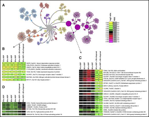 Figure 5. Unsupervised hierarchical clustering of combined ADP and ADP+Iloprost temporal profiles. Color codes reflect log2 ratios compared with unstimulated controls, square sizes indicate relative standard deviations (RSD, see supplemental Methods). Entries are given as: Gene name, phosphorylation site, protein description. (A) Complete node map. All temporal phosphorylation profiles (central gray node) were clustered into different communities according to their similarities, out of which certain examples were selected that indicate functional nodes. (B) Node representing phosphopeptides with early and sustained upregulation, 5 of which are potential PKC targets.26 (C) Node with phosphopeptides not or only slightly affected by ADP but upregulated by Iloprost treatment, consequently potential PKA targets.26 (D) Node with phosphopeptides upregulated by ADP and downregulated by subsequent Iloprost treatment.