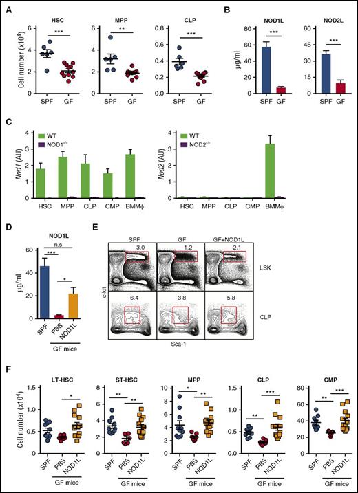Figure 1. NOD1L administration restores numbers of HSPCs in GF mice to the levels observed in SPF mice. (A) Levels of HSC, MPP, and CLP in SPF vs GF mice. Each symbol indicates the absolute number of LSK or CLP in BM from individual SPF (n = 6) and GF mice (n = 11). The horizontal bars represent the mean values for each group. (B) Serum levels of NOD1 or NOD2 ligand in naïve SPF and GF mice. Bars represent the mean ± standard error of the mean (SEM) of the values obtained in the reporter gene assay used (n = 8 per group). (C) Levels of Nod1 and Nod2 mRNA expression in indicated in BM HSPC populations isolated from WT, NOD1−/−, or NOD2−/− mice (n = 10). BMMϕ from WT animals were included as positive controls. Bars represent the mean ± standard deviation (SD) of triplicate values of Nod1 or Nod2 expression levels relative to the Rplp2 housekeeping gene. (D) NOD1 ligand levels in GF mice (n = 5-9) given either synthetic NOD1 ligand (C12-iE-DAP, 100 μg) or phosphate-buffered saline by gavage every 2 or 3 days for 2 weeks. (E-F) HSPC populations in GF mice after gavage with NOD1 ligand (C12-iE-DAP, 100 μg) as noted before. (E) The representative dot plots shown were gated on lineageneg and IL-7Rαneg (upper panels) or IL-7Rα+ (lower panels) cells, respectively. (F) Absolute numbers of LT-HSC, ST-HSC, MPP, CLP, and CMP in SPF mice, GF mice, and GF mice treated with NOD1 ligand. The symbols represent the cell numbers for the individual animals in each group (n = 7-12). The bars represent the means ± SEM of these values. *P < .05; **P < .01; ***P < .001 denote the statistical significance of the differences in group means. The data shown in (A), (B), (D), and (F) are pooled from 2 to 3 independently performed experiments, whereas the values shown in (C) are from an experiment representative of 2 performed.