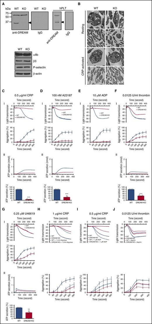 Figure 3. Platelet DREAM regulates aggregation and ATP secretion following stimulation with numerous agonists. (A) Lysates of gel-filtered mouse and human platelets (hPLT) were immunoblotted. Representative blots were obtained from 3 independent experiments. (B) WT and DREAM KO platelets were treated with or without 0.5 µg/mL CRP, followed by transmission electron micrographs. Original magnification was ×4800 and extension was ×13 000. The arrows show α-granules. Bar, 500 nm. (C-G) Platelet aggregation and ATP secretion were induced by 0.5 µg/mL CRP, 100 nM A23187, 10 µM ADP, 0.0125 U/mL thrombin, and 0.25 µM U46619. In the ADP-induced aggregation assay, 30 µg/mL human FG was added to the platelet suspension before ADP stimulation. (I) Platelet aggregation and quantitative graphs. (II) ATP secretion was monitored with platelet aggregation with a luciferin/luciferase reagent. Data represent the mean ± SD (n = 3). (H-I) WT and DREAM KO platelets were pretreated with (H) 1 U/mL apyrase or (I) 1 µM ADP, and aggregation was induced by CRP, respectively. (J) WT and DREAM KO platelets were pretreated with 1 mM aspirin, followed by stimulation with 0.0125 U/mL thrombin. Platelet aggregation and quantitative graphs are shown. Data represent the mean ± SD (n = 3). **P < .01 and ***P < .001 vs WT platelets after the Student t test.
