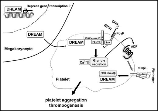 Figure 7. Model of a novel role for platelet DREAM. Megakaryocyte DREAM mRNA and protein are transferred to platelets during thrombopoiesis. In platelets, DREAM regulates platelet activation by modulating PI3K-Iβ activity (for example, in GPVI-mediated signaling). ADP signaling further activates αIIbβ3 integrin and amplifies integrin outside-in signaling which also activates PI3K-Iβ through DREAM.