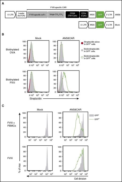 Figure 1. Generation of FVIII-specific CAR T cells. (A) Schematic view of transgenes used. FVIII-specific ANS8 CAR, containing the FVIII-specific scFv 1G10 in comparison with the empty Mock control. (B) Retrovirally transduced Mock or ANS8 CAR Tregs were incubated with biotinylated FVIII (1.8 μg/mL) or OVA (1.8 μg/mL). Cells were stained with PE-conjugated streptavidin and analyzed by FACS. GFP+ ANS8 CAR Tregs showed specific binding to biotinylated FVIII. (C) Transduced, cell proliferation dye-labeled ANS8 CAR T-effector cells were incubated with FVIII or FVIII in combination with irradiated autologous PBMCs for 6 days and analyzed for cell proliferation. ANS8 CAR–transduced cells strongly proliferated in the presence of FVIII and PBMCs. The histogram shows viable CD4+ cells. Similar results were obtained in independent experiments from at least 3 different healthy T-cell donors.