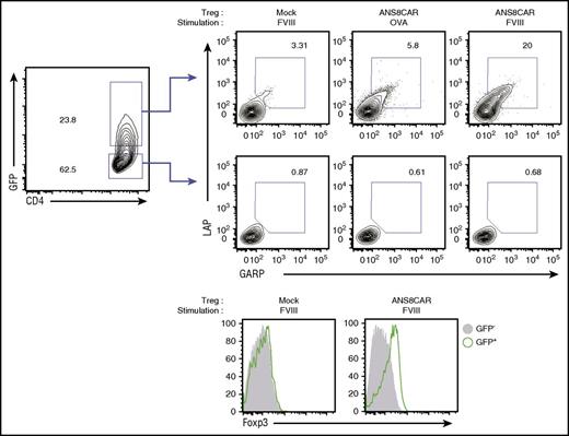 Figure 2. CAR-mediated stimulation of FVIII-specific CAR Tregs. Sorted human Tregs were transduced with ANS8 CAR or Mock, expanded in the presence of IL-2, rested, and then stimulated with FVIII. Gating strategy for GFP+ and GFP– cells is shown on the left. Intracellular staining for LAP and GARP in GFP+ cells was increased in the presence of FVIII but not in the presence of OVA. Foxp3 expression is increased in the ANS8 CAR GFP+ population in the presence of FVIII. Data are representative of 3 independent experiments.
