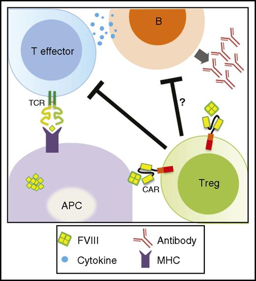 Figure 6. Model of FVIII-specific human CAR Treg function. Cartoon depicting suppressive function of FVIII-specific CAR-engineered human Tregs to FVIII-specific TCR-engineered T-effector cells or antibody-producing B cells in response to FVIII. FVIII-loaded APCs might bring T-effector cells and Tregs into close proximity. Thus, activated Tregs can inhibit T-effector cell activation in this local milieu (eg, by IL-2 consumption). Inhibition of T-effector cells also leads to prevention of FVIII inhibitor formation as costimulatory signals of T-effector cells are essential for B-cell activation. In addition, activated Tregs might influence B cells directly by still unknown mechanisms.