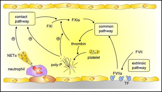Figure 1. Overview of coagulation system. Coagulation is initiated by the extrinsic pathway when tissue factor (TF) exposed at sites of vascular injury binds and activates FVII. The activated FVII (FVIIa)–TF complex activates FX in the common pathway to generate prothrombinase, which generates thrombin. Additional activation of coagulation occurs when thrombin-activated platelets release polyphosphate (poly-P) and activated neutrophils extrude DNA and RNA to form NETs. NETs and poly-P activate the contact pathway, which yields FXIa and leads to additional thrombin generation via the common pathway. Poly-P amplifies this pathway by promoting thrombin-mediated activation of FXI.