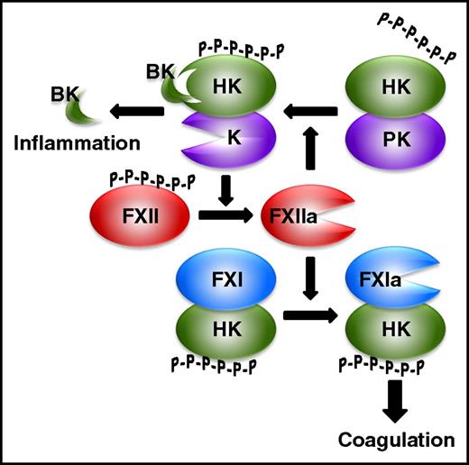 Figure 2. The contact system. Polyphosphates (P-P-P-P-P-P) bind FXII and promote its autoactivation to FXIIa. HK binds polyphosphates and promotes FXI activation by FXIIa, and the resultant FXIa then propagates coagulation leading to thrombin generation. FXIIa also activates HK-bound prekallikrein (PK) to kallikrein (K), which activates FXII in a reciprocal manner to promote additional FXIIa generation. Release of bradykinin from HK cleaved by K induces an inflammatory response.
