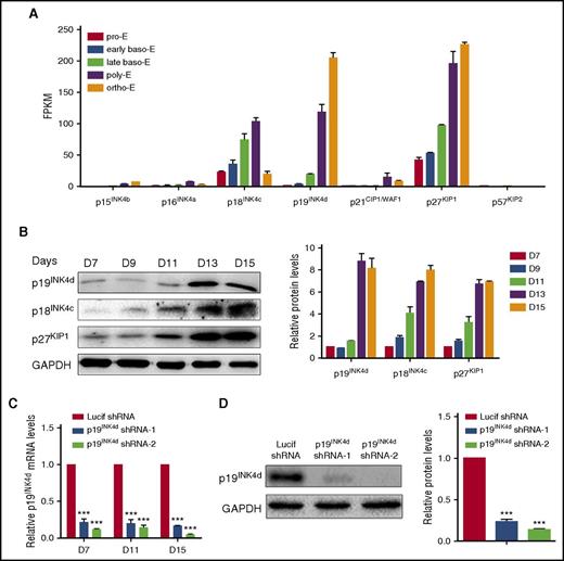 Figure 1. CDKI expression in human terminal erythroid differentiation. (A) RNA-seq data showing CDKI members’ expression (fragments per kilobase of transcript per million) at each distinct stage of human terminal erythroid differentiation. Baso-E, basophilic erythroblast; ortho-E, orthochromatic erythroblast; poly-E, polychromatic erythroblast; pro-E, proerythroblast. (B) Representative image of western blotting of p19INK4d, p18INK4c, and p27KIP1 expression in whole-cell lysates prepared from erythroblasts cultured for different times (left). Quantitative analysis of data from 3 independent experiments of protein expression levels (right). GAPDH was used as a loading control. (C) qRT-PCR results showing p19INK4d expression in erythroblasts infected with lentivirus containing control (Lucif shRNA) or p19INK4d shRNA on day (D) 7, D 11, and D 15 of culture. The results were normalized to GAPDH mRNA. (D) Representative images of western blotting showing p19INK4d expression levels in erythroblasts infected with Lucif shRNA or p19INK4d shRNA (left). Quantitative analysis of protein expression data from 3 independent experiments (right). The results were normalized to GAPDH protein. Statistical analysis of data of 3 independent experiments and bar plot represents mean ± SD of triplicate samples. ***P < .001.