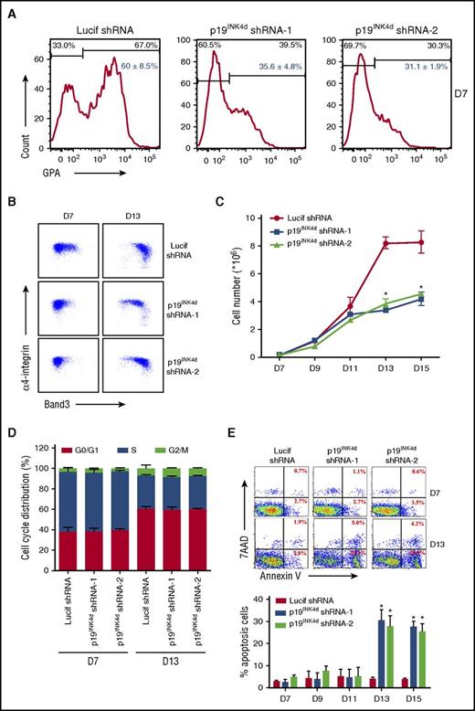 Figure 2. Effects of p19INK4d on human terminal erythroid differentiation. (A) Representative images of flow cytometry analysis of GPA expression in erythroblasts infected with Lucif shRNA or p19INK4d shRNA on day 7; red numbers show statistical analysis of the GPA-positive rate from 3 independent experiments. (B) Representative images of flow cytometry analysis of band 3 and α4-integrin expression on D 7 and D 13 of GPA-positive erythroblasts infected with Lucif shRNA or p19INK4d shRNA. (C) Erythroid cell growth curves determined by manual cell counting of erythroblasts infected with Lucif shRNA or p19INK4d shRNA. (D) The cell-cycle distribution results of BrdU assay from erythroblasts infected with Lucif shRNA or p19INK4d shRNA. (E) Representative images of flow cytometry analysis of apoptosis by annexin V/7AAD staining in erythroblasts infected with Lucif shRNA or p19INK4d shRNA (top). The red numbers indicate percentage. Quantitative analysis from 3 independent experiments is shown (bottom). Statistical analysis of the data from 3 independent experiments and bar plot represents mean ± SD of triplicate samples. *P < .05.