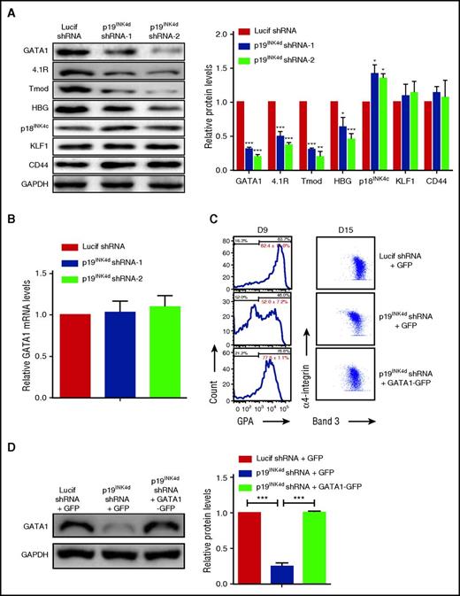 Figure 3. p19INK4d knockdown decreased GATA1 protein expression and ectopic GATA1 expression rescues the differentiation delay. (A) Representative images of western blotting analysis showing GATA1, 4.1R, tropomodulin (Tmod), HBG, p18INK4c, KLF1, and CD44 expression in erythroblasts infected with Lucif shRNA or p19INK4d shRNA (day 11 cells) (left). Quantitative analysis of protein expression data from 3 independent experiments (right). GAPDH was used as a loading control and the results were normalized to GAPDH protein expression. (B) qRT-PCR analysis of GATA1 mRNA levels in erythroblasts infected with Lucif shRNA or p19INK4d shRNA. The results were normalized to GAPDH mRNA. (C) Representative data of flow cytometry analysis of erythroblasts infected with Lucif shRNA, p19INK4d shRNA, and p19INK4d shRNA combined with GATA1 overexpression. GPA expression was monitored on D 9 cells (left) and expression of band 3 and α4-integrin on D 15 cells (right). The red numbers indicate statistical analysis of GPA-positive rate from 3 independent experiments. (D) Representative images of western blotting showing GATA1 levels in whole cell lysates prepared from erythroblasts (left). Quantitative analysis of expression data from 3 independent experiments (right). GAPDH was used as a loading control. Statistical analysis of data from 3 independent experiments and bar plot represents mean ± SD of triplicate samples. *P < .05, **P < .01, ***P < .001.