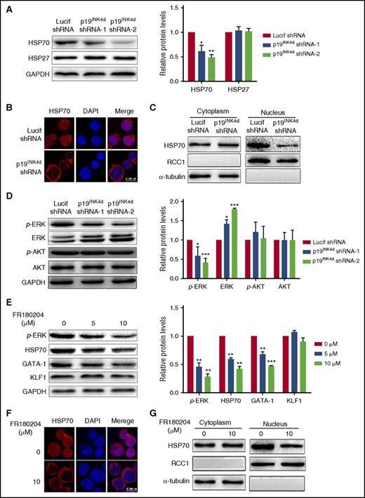 Figure 5. Effect of p19INK4d knockdown on HSP70 expression, localization, and ERK activity. (A) Representative images of western blotting showing HSP70 and HSP27 expression in erythroblasts infected with Lucif shRNA or p19INK4d shRNA (left). Quantitative analysis of protein expression data from 3 independent experiments (right). GAPDH was used as a loading control and the results were normalized to GAPDH protein. (B) Representative immunofluorescence images showing HSP70 localization in erythroblasts infected with Lucif shRNA or p19INK4d shRNA. DAPI was used to stain the nucleus. (C) Western blotting analysis of nuclear and cytoplasmic fractions of HSP70. RCC1 and α-tubulin were used as nuclear and cytoplasmic markers, respectively. (D) Representative images of western blotting for p-ERK, ERK, p-AKT, and AKT in erythroblasts infected with Lucif shRNA or p19INK4d shRNA (left). Quantitative analysis of western blotting data from 3 independent experiments is shown (right). GAPDH was used as a loading control and the results were normalized to GAPDH protein. (E) Representative images of western blotting showing p-ERK, HSP70, GATA1, and KLF1 expression level in erythroblasts treated with 0, 5, or 10 μM FR180204 (left). Quantitative analysis of western blotting data from 3 independent experiments (right). GAPDH was used as a loading control and the results were normalized to GAPDH protein. (F) Representative immunofluorescence images showing HSP70 localization in erythroblasts treated with 0 or 10 μM FR180204. DAPI was used to stain the nucleus. (G) Western blotting analysis of nuclear and cytoplasmic fractions of HSP70 in erythroblasts from untreated and treated with 10μM FR180204. RCC1 and α-tubulin were used as nuclear and cytoplasmic markers, respectively. Statistical analysis of data from 3 independent experiments and bar plot represents mean ± SD of triplicate samples. *P < .05, **P < .01, ***P < .001.
