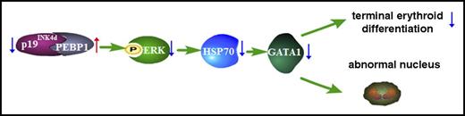 Figure 7. Working model of p19INK4d function during human terminal erythroid differentiation. The blue arrow denotes a “decreased” expression, whereas the red arrow denotes an “increased” expression. p19INK4d knockdown increases PEBP1 expression and impairs the p-ERK-HSP70-GATA1 pathway, which delays human terminal erythroid differentiation and leads to generation of abnormal nucleus.