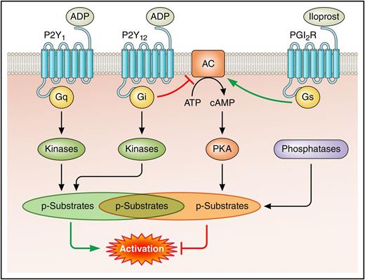 The study by Beck et al reveals a dynamic pool of phosphorylation events downstream of the ADP receptors P2Y1 and P2Y12 that are counteracted by the prostaglandin I2 (PGI2) analog iloprost, which signals via protein kinase A (PKA). Phosphatases are shown to play a central role in regulating these phosphorylation events; however, biochemical links to the receptors remain ambiguous. AC, adenylate cyclase; ATP, adenosine triphosphate; cAMP, cyclic adenosine monophosphate; PGI2R, prostaglandin I2 receptor. Professional illustration by Patrick Lane, ScEYEnce Studios.