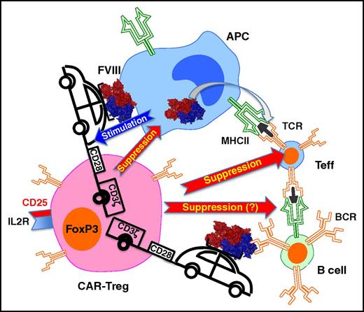 Gene-modified CD4+CD25+FoxP3+ Tregs expressing a CAR against FVIII suppress CD4+ T cells with FVIII-specific TCR and B-cell responses against FVIII. These interactions result in suppression of antibody formation against FVIII. Binding of intact FVIII protein to the CAR, possibly on the surface of an APC, stimulates the Tregs to suppress. It is possible that direct suppression of B cells with FVIII bound to their B-cell receptor (BCR) also occurs. IL2R, interleukin-2 receptor; MHC II, major histocompatibility complex II.