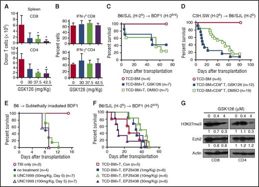 Figure 1. The Ezh2-specific inhibitor GSK126 is unable to control GVHD in mice. (A-B) Spleen mononuclear cells (3 × 107) were isolated from B6/SJL mice and transplanted into unirradiated BDF1 recipient mice. On days 4, 5, and 6, various doses of GSK126 (0, 30, 37.5, and 42.5 mg/kg/day intraperitoneally) were injected into these recipient mice. Donor T cells were recovered on day 7 after transplantation. Graphs show the donor T-cell number (A) and the fraction of interferon γ (IFN-γ)–expressing donor T cells (B). (C-D) Lethally irradiated (11.5 Gy) BDF1 recipient mice received B6/SJL TCD-BM (5 × 106) or TCD-BM plus spleen-cell (1 × 107) transplants (C), and lethally irradiated (10 Gy) B6/SJL recipient mice received C3H.SW TCD-BM (5 × 106) or TCD-BM plus CD8+ T-cell (2 × 106) transplants (D). GSK126 (37.5 mg/kg) was administered to the mice for 12 doses from day 0 to day 27 after transplantation. Survival was monitored over time. (E) Sublethally irradiated (6.5 Gy) BDF1 recipient mice received B6 lymph node–cell (1 × 106) transplants, followed by UNC1999 treatment daily for 10 doses (50 mg/kg) from the day of transplantation or 5 doses (100 mg/kg) from day 5 after transplantation. Survival was monitored over time. (F) Lethally irradiated BDF1 recipient mice received B6/SJL TCD-BM (5 × 106) plus spleen cells (1 × 107) transplants. EPZ6438 (1, 10, or 30 mg/kg) was administered for 12 doses from day 0 to 27 after transplantation. Survival was monitored over time. (G) B6 mouse–derived CD4+ and CD8+ naïve T cells were stimulated with anti-CD3 antibody (3 μg/mL), anti-CD28 antibody (2 μg/mL), and recombinant murine interleukin-2 (5 ng/mL). One day later, different doses of GSK126 were used to treat the cells for another 2 days. The expressions of Ezh2 and H3K27me3 were measured. Error bars indicate mean ± standard deviation. Results are representative of 2 to 3 independent experiments. *P < .05. TBI, total-body irradiation.