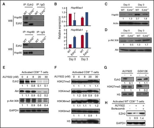 Figure 2. Ezh2 and Hsp90 form a complex to stabilize Ezh2 protein in T cells. CD8+ T cells were isolated from B6 mice and stimulated with anti-CD3 antibody (3 μg/mL), anti-CD28 antibody (2 μg/mL), and recombinant murine interleukin-2 (5 ng/mL) for 3 days. (A) Cell lysates were prepared for coimmunoprecipitation (IP) assay using antibodies specific to Hsp90 and Ezh2. Western blots (WBs) show the levels of Ezh2 and Hsp90. (B) mRNA levels of Hsp90aa1 and Hsp90ab1 were detected in unstimulated (day 0) and activated (day 3) WT and Ezh2−/− T cells. (C-D) Protein levels of Hsp90, Akt, and phosphorylated Akt (p-Akt) in WT and Ezh2−/− T cells were determined by WB. (E-F) Activated T cells were treated with different doses of AUY922 for 16 hours. The expression levels of Ezh2, Akt, p-Akt, and histone methylation were examined. (G) Activated CD8+ T cells were treated with or without AUY922 (20 nM) or GSK126 (4 μM) for 48 hours. The levels of Ezh2 and H3K27me3 were determined. (H) Activated CD8+ T cells were treated with or without AUY922 (20 nM) for 48 hours. Bortezomib was added to the culture in the final 4 hours. The Ezh2 level was determined. Data are shown as mean ± standard deviation and representative of 2 to 4 independent experiments.