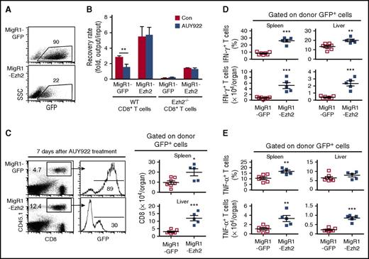 Figure 3. AUY922 treatment reduces alloreactive T-cell response dependent on Ezh2. B6-derived CD8+ T cells were stimulated with anti-CD3 antibody (3 μg/mL), anti-CD28 antibody (2 μg/mL), and recombinant murine interleukin-2 (5 ng/mL). One day later, T cells were infected with retrovirus MigR1-GFP or MigR1-GFP–encoding Ezh2. (A) Dot plots show the fraction of GFP-expressing cells 4 days after culture. (B) The GFP+ cells were sorted and cultured for an additional 3 days in the presence or absence of AUY922. Cell recovery rate after culture was determined. (C-E) Retrovirally infected WT B6/SJL CD8+ T cells were transferred into unirradiated BDF1 mice, followed by AUY922 treatment on days 4, 5, and 6 after transplantation. On day 7, cells were recovered from recipient mice. (C) Dot plots and histograms show the fraction of donor T cells and GFP+ donor T cells, respectively. Graphs show the number of GFP+ donor T cells. (D) The fraction and number of IFN-γ–expressing GFP+ donor T cells. (E) The fraction and number of tumor necrosis factor α (TNF-α)–expressing GFP+ donor T cells. Error bars indicate mean ± standard deviation. Data are representative of 2 independent experiments. *P < .05; **P < .01; ***P < .001.