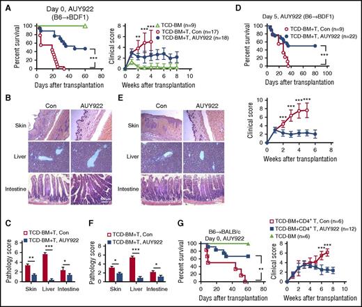 Figure 6. AUY922 treatment reduces GVHD in mice undergoing haploidentical allogeneic HSCT. Lethally irradiated BDF1 recipients (11.5 Gy) received B6/SJL mouse–derived TCD-BM (5 × 106) with or without spleen cells (1 × 107). Recipients were treated with 14 doses of AUY922 from day 0 to day 27 (A-C) or 12 doses of AUY922 from day 5 to day 27 (D-F) after transplantation, with phosphate-buffered saline treatment as control (Con). (A,D) Survival and clinical score were monitored over time. (B-C,E-F) Tissues were collected from day 28 to day 35 after transplantation. (B,E) Images were obtained with an Olympus BX41 microscope (magnification ×200; hematoxylin-eosin stain). (C,F) Graphs show the histologic score of GVHD. (G) B6/SJL-derived TCD-BM (5 × 106) with or without CD4+ T cells (1 × 106) were transferred into lethally irradiated (8 Gy) BALB/c mice. Fourteen doses of AUY922 (50 mg/kg) were administered to these recipients from day 0 to day 27 after transplantation. Survival rate and clinical score were monitored over time. Error bars indicate mean ± standard deviation. Data are representative of 2 to 3 independent experiments. *P < .05; **P < .01; ***P < .001.