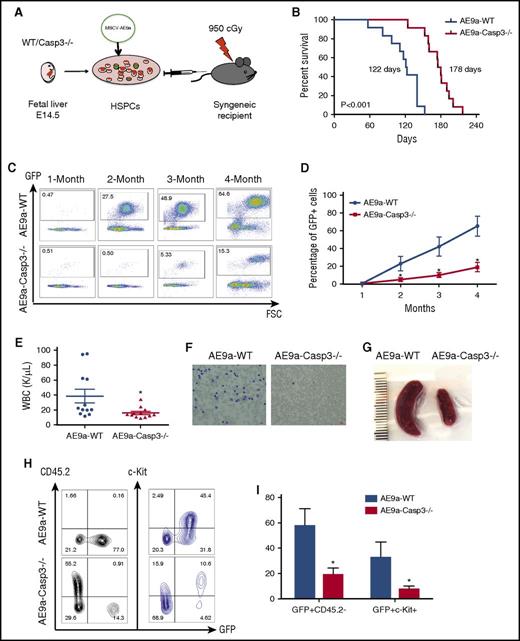 Figure 1. Depletion of Caspase-3 delays AE9a-driven leukemogenesis in the fetal liver transplantation model. (A) The strategy of the AE9a fetal liver transplantation model. (B) Lethally irradiated recipient mice were injected with WT or Caspase-3 knockout (Casp3−/−) mouse E14.5 fetal liver cells transduced with AE9a. Loss of Caspase-3 prolongs the survival time of recipient mice. (178 days vs 122 days, n = 12, P < .001). (C-D) The AE9a-expressing cells proliferated less in the Caspase3−/− group compared with the WT group. Shown is the percentage of GFP+ (AE9a-expressing) cells in peripheral blood at different time points after transplantation. (E) The average WBC count in AE9a-Caspase-3−/− group was lower compared with the AE9a-WT group 2 months after transplantation. (F) The peripheral blood Giemsa staining shows less leukemia blast cells in the AE9a-Caspase-3−/− group compared with the AE9a-WT group 4 months after transplantation (scale bar, 10 μm). (G) The spleen size in the AE9a-Caspase-3−/− group was smaller compared with that of the AE9a-WT group 4 months after transplantation. (H-I) The frequencies of CD45.2-GFP+ cells and GFP+c-Kit+ cells in AE9a-Caspase-3−/− group were lower than in AE9a-WT group 4 months after transplantation. FSC, forward scatter; MSCV, murine stem cell virus.