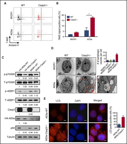 Figure 3. Loss of Caspase-3 promotes cell death and induces autophagy in AE9a-expressing fetal liver cells. (A-B) Flow cytometric profiles (A) and statistical analysis of cell death (Annexin V−7AAD+) in MiGR1/AE9a-expressing fetal liver cells using Annexin V/7AAD assays. (C) Western blot of mTOR-autophagy signaling pathway proteins in MiGR1/AE9a-expressing fetal liver cell lysates. Compared with the AE9a-WT group, the protein levels of phosph-p70S6K and phosph-4EBP1 are lower compared with the AE9a-Caspase-3−/− group. (D) Immunofluorescent staining of LC3 (red) in AE-expressing fetal liver cells and quantification of percentage of LC3+ cells. More LC3 punctate can be observed in the AE-Caspase-3−/− group. (E) EM pictures of MiGR1/AE9a-expressing fetal liver cells and quantification of autophagic vesicles per cell. More autophagosomes and autolysosomes can be observed in the AE9a-Caspase-3−/− group (scale bar, 10 μm). Red triangles represent autophagic vesicles.