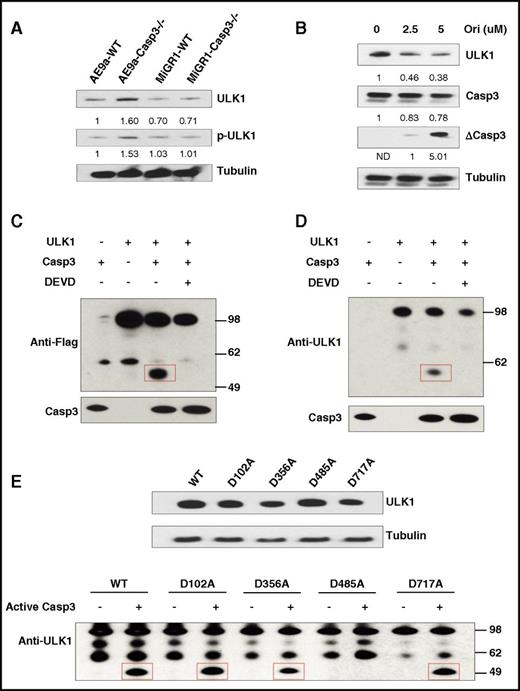 Figure 4. ULK1 is a substrate of Caspase-3. (A) Protein levels of ULK1 and phosphorylated ULK1 (p-ULK1) in AE9a-expressing fetal liver cells from WT and Caspase-3 KO mice. (B) Protein levels of ULK1 in AE9a-WT cells treated with oridonin (0, 2.5, and 5 μM) for 24 hours. (C-D) In vitro cleavage assays of ULK1 by recombinant Caspase-3. 293T cell were transfected with pcDNA3 and pcDNA3-Flag-ULK1. Flag-ULK1 protein was immunoprecipitated by Flag M2 beads. The precipitated Flag-ULK1 was incubated with or without recombinant active Caspase-3 (0.2 μg) in the presence and absence of 4 mM DEVD (Caspase-3 inhibitor) at 25°C for 2 hours. The samples were analyzed by western blots using anti-Flag (C) or anti-ULK1 (D) and Caspase-3 antibodies. (E) Caspase-3 cleaves ULK1 at D485. In vitro cleavage assays of ULK1-WT and ULK1-mutates by Caspase-3 were performed. 293T cell were transfected with pcDNA3-Flag-ULK1-WT and pcDNA3-Flag-ULK1 mutants were overexpressed in 293T cells (top panel). Flag-ULK1 proteins were immunoprecipitated by Flag-M2 affinity gel. The precipitated Flag-ULK1-WT and Flag-ULK1 mutants were incubated with or without recombinant active Caspase-3 (0.2 μg) at 25°C for 2 hours. The cleaved samples were analyzed by western blots using anti-ULK1 antibodies and anti-Tubulin antibody (bottom panel).