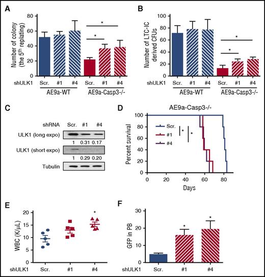 Figure 5. The phenotype of AE9a-Caspase-3−/− or AE-Caspase-3−/− cells induced by Caspase-3 deficiency can be rescued by ULK1 inhibition. (A) Average colony numbers in the fifth replating resulting from plating of 1000 AE9a-expressing fetal liver cells with ULK1 knockdown by shRNAs. (B) Average number of LTC-IC–driven CFUs in LTC-IC assays resulting from 1000 AE9a-expressing fetal liver cells with ULK1 knockdown by shRNAs. (C) The knockdown efficiency of ULK1 in AE9a-Caspase-3−/− leukemia cells before transplantation. (D) The survival of recipient mice transplanted with AE9a-Caspase-3−/− leukemia cells expressing shULK1s were shorter than AE9a-Caspase-3−/− leukemia cells expressing scrambled shRNA in a secondary transplantation model. (E-F) Four weeks after transplantation, the recipient mice transplanted with AE9a-Caspase-3−/− leukemia cells expressing shULK1s had higher WBC counts and more GFP+ (AE9a-expressing) cells. PB, peripheral blood.