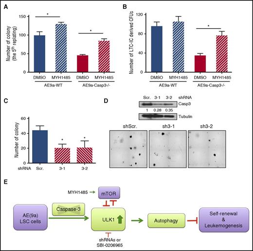 Figure 6. Caspase-3 regulates colony formation of AE-expressing LSCs via autophagy modulation. (A) Average numbers of colonies in the fifth replating resulting from plating 1000 AE9a-expressing fetal liver cells with treatment of MHY1485, an mTOR activator. (B) Average numbers of LTC-IC–driven CFUs in LTC-IC assays resulting from 1000 AE9a-expressing fetal liver cells with treatment of MHY1485, an mTOR activator. (C) The knockdown efficiency of ULK1 in AE-expressing human CD34+ cells. (D) Average number of colonies resulting from 2500 AE-expressing human CD34+ cells with Caspase-3 knockdown by shRNAs (scrambled shRNA served as control) (top panel) and the morphology of the colonies (bottom panel). (E) Working model of the effect of depletion of Caspase-3 on AE(9a)-driven leukemogenesis. DMSO, dimethyl sulfoxide.