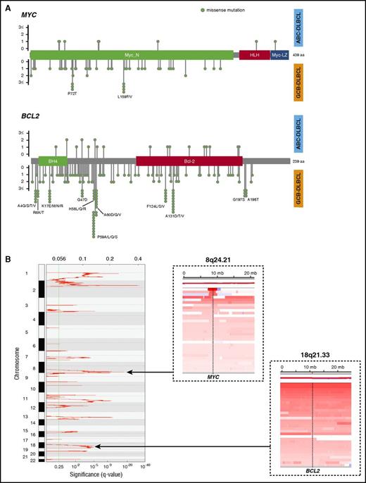 Figure 1. Feature of MYC and BCL2 mutations and CN alterations. (A) Lollipop plots showing the type and location of MYC and BCL2 mutations. Top plot represents mutations observed in ABC-DLBCL cases, and bottom plot represents those observed in GCB-DLBCL cases. (B) GISTIC gain score plot (left). Copy number heat map visualized by Integrative Genomics Viewer (IGV), illustrating gain affecting the MYC locus (dashed line; top right) on chromosome 8 and BCL2 locus (dashed line; bottom right) on chromosome 18 in representative DLBCL samples.