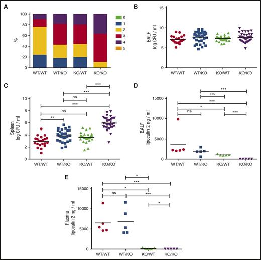Figure 1. Lipocalin-2 deficiency impairs clinical status and resistance to dissemination of K pneumoniae, and resistance is not correlated to plasma levels of lipocalin-2. (A) Clinical scores for WT/WT, WT/KO, KO/WT, and KO/KO mice. Clinical score criteria: 0: the mouse is unaffected; 1: the mouse is slightly affected, for instance, slight piloerection or commencing waistline; 2: the mouse is affected (marked waistline, piloerection, or slightly decreased mobility); 3: the mouse is clearly affected (ruffled fur, eyes half closed, marked waistline, hunched posture, affected breathing, or decreased mobility); 4: the mouse is very affected and should be killed (ruffled fur, immobile, cold, eyes closed, or condition will proceed to death within hours); and 5: the mouse is dead. Each of the 6 score levels (0-5) is marked with a color. Clinical score distributions for each of the 4 subgroups are shown in percentages. The percentage of mice scoring a particular score is shown in the color allocated to that score. P = .0009 by χ2. (B) Bacterial counts are expressed as logarithmic transformed (log10) CFUs per milliliter in BALF for each of the 4 subgroups. No statistical significance between groups as tested by analysis of variance with Tukey's multiple comparison test. (C) Bacterial counts in spleen homogenates are expressed as logarithmic transformed (log10) CFU per milliliter. WT/WT: n = 21, WT/KO: n = 33, KO/WT: n = 25, and KO/KO: n = 38. (D) Lipocalin-2 concentrations in BALF from 5 randomly selected mice from each of the 4 transplanted subgroups 24 hours after inoculation analyzed by enzyme-linked immunosorbent assay. (E) Lipocalin-2 concentrations in plasma from the same mice analyzed in (D). Horizontal lines indicate means. *P < .05, **P < .01, and ***P < .001 by analysis of variance with Tukey's multiple comparison test.
