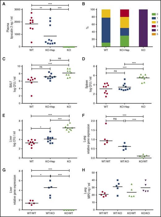 Figure 2. Liver-derived lipocalin-2 is dispensable for protection against dissemination of infection to the spleen, and lipocalin-2 deficiency does not impair neutrophil influx to the site of infection. (A) Lipocalin-2 concentrations in plasma from WT mice, KO-Hep, and KO mice analyzed by enzyme-linked immunosorbent assay. All mice included in the experiment with liver-specific lipocalin-2 knockouts are analyzed. (B) Clinical scores for WT, KO-Hep, and KO mice using the same clinical score criteria as in Figure 1. (C) Bacterial counts are expressed as logarithmic transformed (log10) CFUs per milliliter in BALF for each of the 3 subgroups. (D) Bacterial counts in spleen homogenates are expressed as logarithmic transformed (log10) CFUs per milliliter. (E) Bacterial counts in liver homogenates are expressed as logarithmic transformed (log10) CFUs per milliliter. WT: n = 9, KO-Hep: n = 10, and KO: n = 9. (F) Relative expression of Lcn2 messenger RNA in lung homogenates and (G) liver homogenates from the same 5 randomly selected mice as in Figure 1D-E analyzed by qRT-PCR. No qRT-PCR signal for KO/KO mice was obtained, and so this group was excluded in the statistical testing, which was performed using ∆Ct values. (H) Concentrations of MPO in lung homogenates from the same 5 randomly selected mice from each transplanted subgroup as in Figure 1D-E and panels F-G analyzed by enzyme-linked immunosorbent assay as a measure of the presence of neutrophils in lung tissue. No statistically significant differences between groups as tested by analysis of variance with Tukey's multiple comparison test. Horizontal bars indicate means (A,C-E,H) and medians (F-G): *P < .05, **P < .01, ***P < .001 by analysis of variance with Tukey's multiple comparison test.