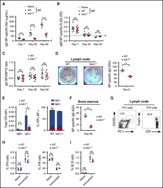 Figure 1. The post-GC humoral immune response is compromised in the absence of CD138 expression. (A-C) Mice lacking CD138 expression (sdc1−/−) or WT mice were immunized subcutaneously with NP(16)-OVA precipitated in alum and bled on the indicated days. (A) NP-specific levels of total IgG were measured by ELISA. Quantification represents μg/mL IgG. Dotted line highlighted by # represents the mean NP-specific IgG response of unimmunized naïve mice. (B) NP-specific levels of total IgM were measured by ELISA. Quantification represents O.D. Dotted line highlighted by # represents the mean NP-specific IgM response of unimmunized naïve mice. (C) ELISA was used to examine affinity maturation by measuring the ratio from the binding of low-affinity IgG to NP(15) and higher-affinity IgG binding to NP(3). (D) A representative ELISPOT image of draining LN cells from WT or sdc1−/− mice 8 days after immunization. Graph shows quantification (mean ± SEM) of NP-specific IgG ASCs per 106 LN cells. (E) Graph depicts the total number of IgM+ or IgG+ antigen-specific (NP+YFP+) ASCs in the LN of immunized WT and sdc1−/− mice (left). Stacked bar graph shows the percentage of IgM+ or IgG+ antigen-specific (NP+) YFP+ ASCs on day 8 following immunization of WT and sdc1−/− mice (right). (F) ELISPOT analysis of BM cells from WT and sdc1−/− mice 60 days after immunization. Graph represents mean (± SEM) of the number of NP-specific ASCs per 106 BM cells. (G-H) CD4+B220−PD-1+CXCR5+Foxp3− TFH cells and CD4+B220−PD-1+CXCR5+Foxp3+ TFR cells were examined by flow cytometry on day 7 following immunization of WT or sdc1−/− mice. Gating strategy and representative dot plots of TFH and TFR cells are shown. (G). Graphs show the percentage of TFH or TFR cells in the LN of non-immunized (naïve) and immunized mice. (I) B220+GL7+Fas+ GC B cells were measured by flow cytometry on day 7 following immunization. Graph represents the percentage of GC B cells in either naïve or immunized WT or sdc1−/− mice. *P < .05; **P < .01; ***P < .001. ns, not significant; O.D., optical density; TFH, T follicular helper; TFR, T follicular regulatory.