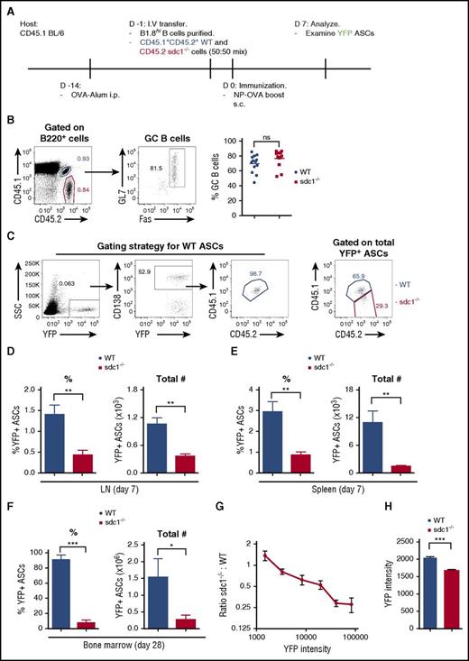 Figure 2. CD138 expression promotes ASC accumulation and maturation. (A) Diagrammatic representation of the cell transfer and immunization protocol. CD45.1/2 WT cells and CD45.2 sdc1−/− cells were injected at a ratio of 50:50. (B) Gating strategy and representative dot plots of B220+GL7+Fas+ GC B cells from WT (blue; co-stained for CD45.1 and CD45.2) and sdc1−/− (red; CD45.2+) cells 7 days after secondary immunization. Graph represents the percentage of GC B cells generated on day 7 following immunization. (C) Gating strategy showing the detection by flow cytometry of NP-specific YFP+ ASCs on day 7 following immunization. WT (blue) ASCs co-stain for CD45.1 and CD45.2, whereas ASCs lacking CD138 expression (red) stain for CD45.2 only. CD138 expression was used to delineate WT gating. (D-E) Percentage (left) and frequency (right) of WT and CD138-deficient ASCs in the LN (D) and spleen (E) of host mice on day 7 after immunization. Results are expressed relative to total transferred B cells. Mice were immunized with NP-OVA either by a subcutaneous route in the case of LN data or by IP immunization for spleen data. (F) Percentage and frequency of WT and CD138-deficient ASCs in the BM of host mice 28 days after primary immunization with NP-KLH emulsified in alum. (G) ASC maturation is characterized by increased YFP expression. Maturation was measured by examining the mean fluorescence intensity (MFI) of YFP expression in sdc1-deficient ASCs relative to WT ASCs (sdc1−/−:WT). (H) YFP+ ASCs from WT or CD138-deficient ASCs in the medulla of surgically exposed LNs were examined by two photon microscopy on day 7 following immunization. YFP intensity of individual cells was measured and the mean was calculated. Graph represents the mean (± SEM) of YFP intensity from 3 independent experiments. *P < .05; **P < .01; ***P < .001. ns, not significant; SSC, side scatter.
