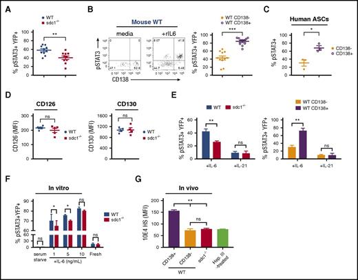 Figure 4. CD138 expression on ASCs promotes IL-6 signaling. (A-B,D) Mice were co-injected with purified transgenic B cells from WT and sdc1−/− mice, immunized, and examined for YFP+ ASCs on day 7. (A) dLN cells were briefly serum starved, incubated in the presence of recombinant IL-6 (rIL-6) for 20 minutes and analyzed for intracellular pSTAT3 by flow cytometry. Graph represents mean (± SEM) of YFP+pSTAT3+ cells. (B) Within the WT ASC compartment, mature CD138+YFP+ ASCs were distinguished from immature CD138−YFP+ ASCs by flow cytometry, and stained for pSTAT3 following ex vivo stimulation by rIL-6. Representative flow cytometry dot plots depict prior to (media) and after (+rIL6) rIL-6 stimulation (left). Graph represents mean (± SEM) of the percentage of YFP+pSTAT3+ cells from each subset (right). (C) Human PBMCs were examined by flow cytometry. Graph represents mean (± SEM) of the percentage of CD19lowCD38high ASCs positive for pSTAT3 from within the CD138+ or CD138− subsets following ex vivo stimulation by human rIL-6. (D) The dLN from immunized host mice were examined by flow cytometry. YFP+ ASCs derived from either WT or sdc1-deficient B cells were examined for IL-6α receptor (CD126; left) or IL-6β (CD130; right) receptor expression. Graphs show mean of MFI from either WT (blue) or sdc1−/− (red) cells. (E) dLN cells from immunized mice were briefly serum starved, incubated in the presence of rIL-6 or rIL-21 (10 ng/mL) for 20 minutes, and analyzed for intracellular pSTAT3 by flow cytometry. Graphs show mean (± SEM) of the percentage of YFP+ cells stained for pSTAT3. (F) Purified B cells from WT and CD138-deficient mice (sdc1−/−) were cocultured with LPS to generate ASCs in vitro. On day 3, cells were incubated in media in the presence (fresh) or absence (serum starved) of fetal calf serum, and stimulated with rIL-6 (either 1, 5, or 10 ng/mL). pSTAT3 levels were examined by flow cytometry. Graph depicts mean (± SEM) of the percentage of YFP+pSTAT3+ cells. (G) In vivo generated YFP+ ASCs were stained with 10E4 antibody to detect HS. Heparinase III-treated cells that lack HS surface expression is used as a control. Graph represents the MFI of 10E4 expression on various subsets relative to heparinase III-treated cells. *P < .05; **P < .01; ***P < .001. ns, not significant; PBMCs, peripheral blood mononuclear cells.
