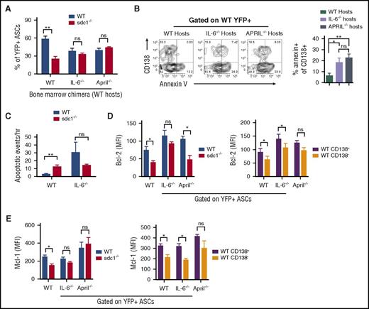 Figure 5. IL-6 and APRIL in concert with CD138 expression promote ASC survival. (A-E) Purified transgenic B cells from WT and sdc1−/− mice were injected into host mice in which the hematopoietic cells were either WT, IL-6 deficient (IL-6−/−), or APRIL deficient (APRIL−/−), and immunized and examined for YFP+ ASCs on day 7. (A) Graph depicts the percentage of WT and sdc1−/− ASCs from the LN in the different host mice. (B) WT ASCs were examined for apoptosis by Annexin V staining. Representative contour plots are shown (left). Graph depicts percentage of apoptosis in the CD138+ compartment of WT ASCs in WT, IL-6−/−, or APRIL−/− hosts. (C) As in Figure 3H, intravital two-photon microscopy was performed on the surgically exposed popliteal LNs of immunized mice. Apoptotic events were recorded and quantified in a blinded manner. Graph represents the number of apoptotic events observed per hour. (D-E) WT and sdc1−/− ASCs from the LN in the different host mice were examined for intracellular expression of Bcl-2 (D) and Mcl-1 (E). Graphs depict the MFI. *P < .05; **P < .01. ns, not significant.