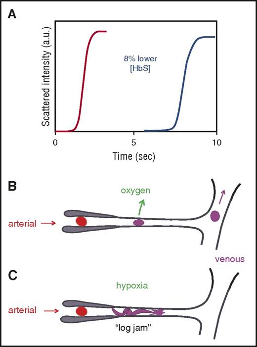 Figure 1. Connection between kinetics and pathophysiology. (A) Schematic of kinetic progress curve for polymerization occurring on the seconds time scale measured by light scattering due to fiber formation. Before the appearance of fibers, there is a delay (lag phase).38 The delay time is extraordinarily sensitive to HbS concentration, depending on the 30th power of the concentration.38,40 Such a large exponent means that a decrease of only 8% in the HbS concentration increases the delay time 10-fold. (B) Schematic of microcirculation: arteriole, capillary, and venule. The vast majority of cells escape the microcirculation before fibers form and cause cellular distortion (sickling).34,41 (C) Schematic of vaso-occlusion. If the delay time is shorter than the transit time (or fibers have not completely dissolved upon oxygenation in the lungs42 and can grow without a delay34,43), fibers form within the small vessels and can cause vaso-occlusion. In this graphic, factors that slow the transit of red cells through the microcirculation, such as increased adherence to the vascular endothelium by damaged red cells or increased leukocytes associated with infection will increase the probability of vaso-occlusion. a.u., arbitrary units.