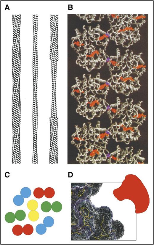 Figure 2. Sickle fiber structure. (A) Low-resolution structure of 14-stranded solid fiber determined by electron microscopy.46 Each HbS tetramer is represented as a sphere. (B) Atomic structure of deoxy-HbS determined by X-ray crystallography47 showing that 1 of the 2 β6 valines (purple) in each tetramer makes an intermolecular contact with an adjacent strand close to the pocket containing the hemes (orange). (C) Cross-section of sickle fiber composed of 7 double strands. (D) Cartoon of small molecule inhibitor that could fit into the shallow acceptor site for the β6 valine.