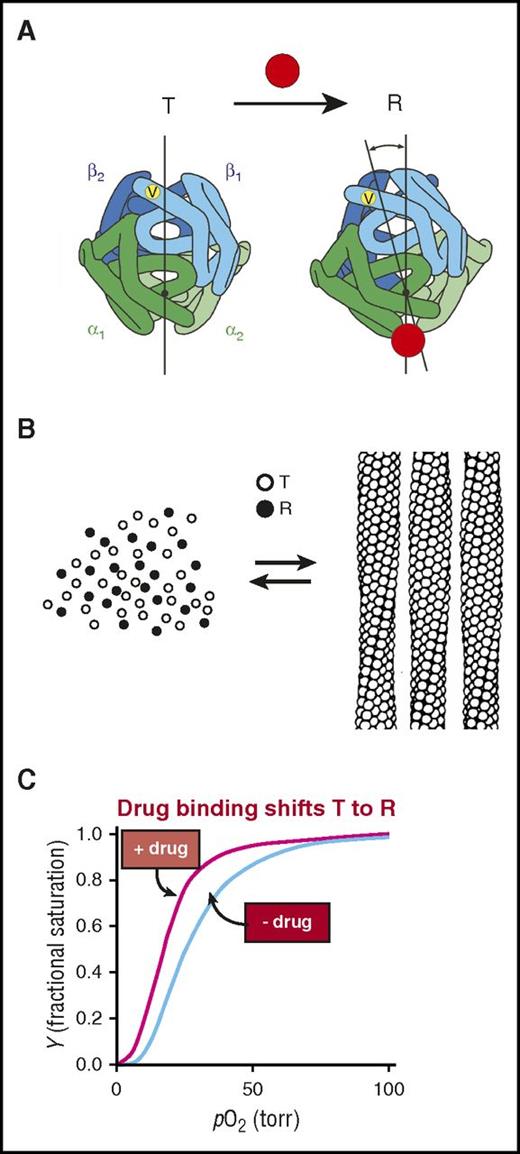 Figure 4. Mechanism of polymerization inhibition by increasing oxygen affinity. (A) Hemoglobin exists in a rapidly reversible equilibrium between low- and high-affinity quaternary conformations, called T and R, respectively.65,66 They differ primarily by an ∼15° relative rotation of αβ dimers. Location of β6 valine is shown as a yellow dot on the surface of the molecule. Preferential binding of a small molecule such as a drug (red circle) to R shifts the quaternary equilibrium toward R. (B) Cartoon of polymerization equilibrium. Only the T quaternary structure (empty circles) enters the fiber. R quaternary conformations (filled circles) are completely excluded.69 (C) Oxygen binding curves. Preferential binding of a drug to the R quaternary structure causes a left shift (increased oxygen affinity).