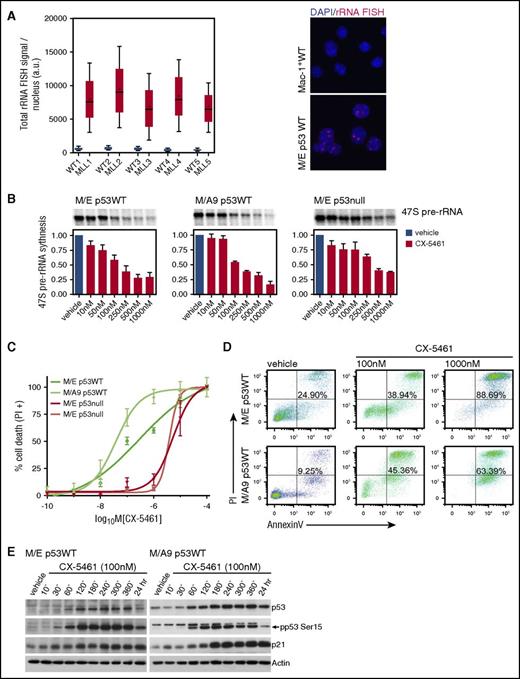 Figure 1. MLL-driven leukemias are sensitive to inhibition of hyperactivated Pol I transcription in vitro. (A) Pol I transcription is upregulated in malignant myeloid (M/E, GFP+-sorted) cells compared with normal myeloid (Mac-1+) cells from the bone marrow (BM) of C57Bl/6 mice. rRNA FISH with DAPI counterstain in malignant myeloid (GFP+) cells compared with normal myeloid (Mac-1+) cells. Images were taken with a ×63 objective. (B) Culture-adapted MLL-driven AML cells (M/E and M/A9) (M/E either p53WT or null) were treated with vehicle or CX-5461. The cells were treated with increasing concentration of CX-5461 for 1 hour, and 47S precursor rRNA synthesis was analyzed by 32P-orthophosphate labeling (average IC50 of 100 to 200 nM in p53WT and 400 to 500 nM in p53null AML). Graph represents mean ± SEM; n = 3. (C) Cell death was determined by PI incorporation after 24 hours of CX-5461 treatment (M/E IC50 = 280 nM; M/A9 IC50 = 37 nM; M/E p53null IC50 = 5328 nM; and M/E p53null IC50 = 3800 nM). Graph represents mean ± SEM; n = 3. (D) Apoptotic cell death was analyzed by Annexin V/PI staining using flow cytometry, after cells were treated with 100 nM and 1000 nM CX-5461 for 24 hours. Representative dot plots from n = 3. (E) Western blot analysis of total p53 and p21 protein after M/E and M/A9 p53WT cells were treated with 100 nM CX-5461 for the times indicated. Representative western blot from n = 3. a.u., arbitrary units; IC50, 50% inhibitory concentration; SEM, standard error of the mean.