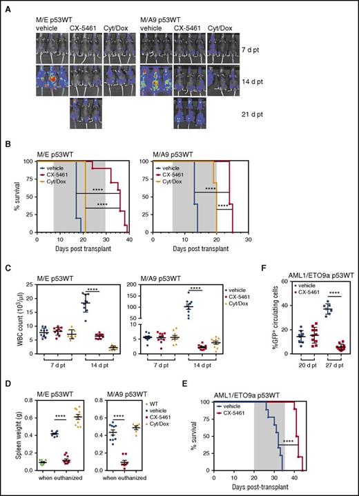 Figure 2. CX-5461 therapy delays disease progression and significantly extends survival in leukemic mice. (A) Leukemia progression and engraftment of M/E p53WT and M/A9 p53WT AML in recipient C57Bl/6 mice was followed by bioluminescence imaging at day 7 (7 d, baseline), 14 (14 d), and 21 (21 d) posttransplant (pt). Representative images of n = 10 per group. (B) Kaplan-Meier survival curves for CX-5461 (40 mg/kg every 3 days, start of therapy day 7 pt, last dose day 28 pt in M/E p53WT, and last dose day 20 pt in M/A9 p53WT); cytarabine/doxorubicin (5 days of 50 mg/kg cytarabine in combination with the first 3 days of 1.5 mg/kg doxorubicin, start of therapy day 7 pt, and last dose day 11 pt) and vehicle-treated leukemic mice (M/E p53WT median survival, 17 days for vehicle vs 36 days for CX-5461, P < .0001; M/A9 p53WT median survival, 13 days for vehicle vs 24 days for CX-5461, ****P < .0001; n = 8 to 10 per group). (C) WBC prior to therapy initiation and after 3 doses of CX-5461 treatment (****P < .0001; n = 8 to 10 per group). (D) Spleen weights of mice when euthanized (****P < .0001; n = 8 to 10 per group; WT nonmalignant). (E) Overall survival of CX-5461 (40 mg/kg every 3 days, 6 doses total, start of therapy day 20 pt, and last dose day 35 pt) and vehicle-treated AML1/ETO9a Nras p53WT leukemia-bearing mice (****P < .0001; n = 10 per group). (F) GFP+ circulating tumor cells prior to therapy and after 3 doses of treatment in the peripheral blood of leukemic mice (AML1/ETO9a Nras p53WT (****P < .0001; n = 7 to 10 per group). Gray indicates time of CX-5461 and vehicle treatment (B,E). Log-rank test (B,E) and unpaired 2-tailed Student t test were performed (C,D,F). Graphs represent mean ± SEM. Cyt, cytarabine; d, day; Dox, doxorubicin.