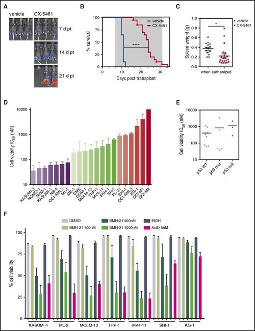 Figure 3. CX-5461 exhibits therapeutic potential in mouse and human AML independent of their p53 status. (A) Leukemia progression and engraftment of M/E p53null AML in recipient C57Bl/6 mice was followed by bioluminescence imaging at day 7 (7 d) prior to initiation of treatment, 14 (14 d), and 21 (21 d) posttransplant (pt). Representative images from n = 20 per group. (B) Kaplan-Meier survival curves for CX-5461 (35 mg/kg every 3 days, start of therapy day 7 pt, and last dose day 31 pt) and vehicle-treated leukemic mice (median survival, 11 days for vehicle vs 24 days for CX-5461; ****P < .0001; n = 20 per group). Gray indicates time of CX-5461 and vehicle treatment. (C) Spleen weight of mice when euthanized (*P = .0132; n = 20 per group). Log-rank test (B) and unpaired 2-tailed Student t test (C) were performed. Graphs represent mean ± SEM. (D) Human leukemia cell lines differ in their sensitivity to Pol I inhibition 48 hours after drug treatment as assessed by PI exclusion (cell viability). IC50 value, the concentration of CX-5461 that decreases cell viability by 50% compared to the control, was calculated using a three-parameter log vs the inhibition nonlinear regression method in GraphPad Prism software. AML cells are graphed in groups: IC50 <100 nM (blue), IC50 100 nM to 1000 nM (green), and IC50 >1000 nM (red). IC50 values are expressed as the best-fit values for at least n = 3. Graph represents mean ± SEM. (E) The average IC50 for CX-5461 does not correlate with p53 status according to an unpaired 2-tailed Student t test. TP53 mutation status was provided by the Cancer Cell Line Encyclopedia and the Catalogue of Somatic Mutations in Cancer. Only cell lines with known p53 status via these databases are shown in the figure. (F) Cell viability in response to BMH-21 (100 nM, 500 nM, and 1000 nM) and ActD (5 nM) in KASUMI-1, ML-2, MOLM-13, THP-1, MV4-11, SHI-1, and KG-1 was determined by PI exclusion after 48 hours of treatment. DMSO, dimethyl sulfoxide.