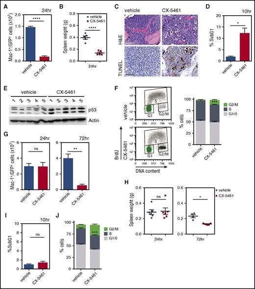 Figure 4. A single CX-5461 administration reduces the tumor burden in M/E leukemic mice. M/E p53WT AML was transplanted into recipient C57Bl/6 mice (A-E). (A) Mac-1+/GFP+ double-positive tumor cells within the BM (1.45 × 107 ± 0.05 cells for vehicle vs 0.18 × 107 ± 0.04 cells for CX-5461; ****P < .0001; n = 5) and (B) spleen weights were determined after 24 hours of CX-5461 treatment (40 mg/kg) (****P < .0001; n = 5). (C) Analysis of apoptotic cell death via TUNEL staining of femoral BM sections from mice treated for 12 hours and stained with hematoxylin and eosin (H&E). Sections shown are representative of n = 3. Scale bar represents 50 μm (D) Cell death was determined by examining the SubG1 DNA content in the BM 10 hours post-drug administration (12.2% ± 2.2 for CX-5461 vs 1.9% ± 0.3 for vehicle; *P = .0102; n = 5). (E) Total p53 protein induction in response to CX-5461 single-dose treatment in the BM of M/E leukemic mice (n = 5 per group). (F) Quantitation of cell-cycle distribution in the BM cells by BrdU incorporation 24 hours post–CX-5461 treatment (***P = .0005; n = 5). Graph represents mean ± SEM. M/E p53null AML was injected into recipient C57Bl/6 mice (G-J). (G) The total number of Mac1+/GFP+ double-positive tumor cells within the BM (3.2 × 107 ± 0.2 cells for vehicle vs 3.1 × 107 ± 0.3 cells for CX-5461 at 24 hours, and 3.9 × 107 ± 0.5 cells for vehicle and 0.5 × 107 ± 0.2 cells for CX-5461 at 72 hours; **P = .0053), and (H) spleen weights (*P = .0134; n = 4 to 6) were determined after CX-5461 administration (35 mg/kg). Graphs represent mean ± SEM. Cell death (I) was analyzed by determining SubG1 DNA content in the BM 10 hours post–CX-5461 treatment (n = 6). Quantitation of cell-cycle distribution (J) in the BM cell was analyzed by BrdU incorporation 24 hours post–CX-5461 administration (***P = .0007). Graphs represent mean ± SEM (n = 5). In all cases, an unpaired 2-tailed Student t test was used. n.s., not significant.