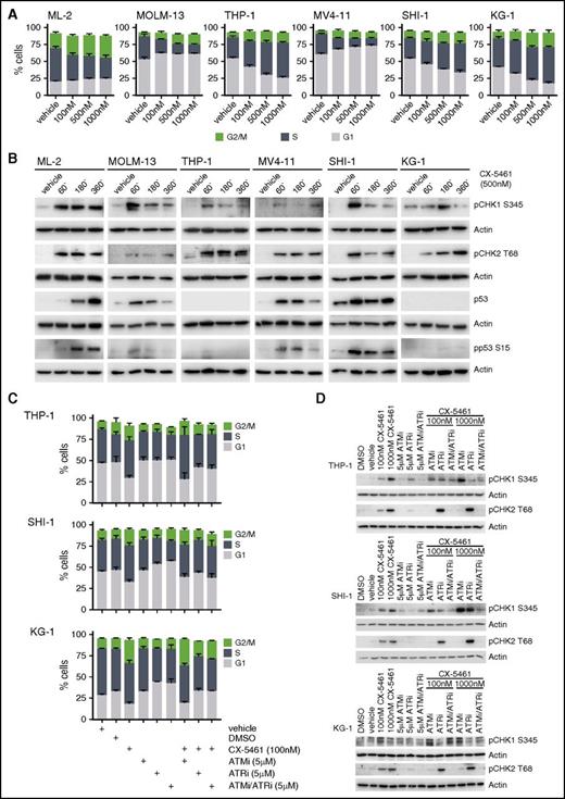 Figure 5. Pol I inhibition activates ATM/ATR-dependent signaling and alters cell-cycle progression in human AML cell lines. (A) Cell-cycle analysis by BrdU incorporation after 24 hours of Pol I inhibition (n = 4). (B) Western blot analysis of CHK1 S345, CHK2 T68, and pp53 S15 phosphorylation, and total p53 abundance in 6 human AML cell lines with varied p53 status after treatment with 500 nM CX-5461 for the times indicated (n = 2). (C) Quantitation of cell-cycle distribution by BrdU incorporation in SHI-1, KG-1, and THP-1 after 30 minutes of pre-treatment with either ATMi (5 μM KU-5593), ATRi (5 μM VE-821), or both ATMi/ATRi (5 μM) in combination with CX-5461 (100 nM) treatment of 24 hours (n = 3). (D) Analysis of CHK1 S345, and CHK2 T68 phosphorylation in THP-1 and SHI-1 after 30 minutes pre-treatment with either ATMi (5 μM KU-5593), ATRi (5 μM VE-821), or both ATMi/ATRi (5 μM) in combination with 100 nM or 1000 nM CX-5461 for 1 hour by western blotting (n = 2). Graphs represent mean ± SEM.