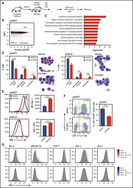 Figure 6. Transcriptome analysis of M/E p53WT AML treated with CX-5461 by RNA sequencing revealed induction of myeloid maturation. (A) Schematic diagram of the experimental design (n = 3 mice per group). M/E p53WT AML were treated with a single dose of CX-5461 (40 mg/kg). (B) Scatter-plots for p53WT M/E illustrating logFC over CPM at 10 hours, and (C) GeneGo pathway analysis. (D) M/E p53WT or p53null AML were engrafted into recipient C57Bl/6 mice and treated with CX-5461 for 48 hours. Differential cell classification was performed on May-Grünwald Giemsa-stained cytospins prepared from GFP+-sorted BM (****P < .0001, ***P = .0008, **P = .0066; n.s. P = .0036; n = 5). Graphs represent mean ± SEM. Insert is a representative image from 1 mouse per group. Scale bar represents 10 μm. (E) Expression of Mac-1, as determined by flow cytometry, in the BM-derived tumor cells (M/E p53WT and p53null, MFI, ****P < .0001; n = 5). (F) Representative flow cytometry dot plots from 1 mouse per group and quantitation of c-Kit expression in GFP+ tumor cells from the BM of M/E p53WT leukemic mice (****P < .0001; n = 5). (G) Mac-1 cell surface expression in KG-1, THP-1, ML-2, and MOLM-13 cells in response to CX-5461 or CX-5447 treatment after 24 hours (n = 3). Graph represents mean ± SEM. Unpaired 2-tailed Student t test (A,D) was used. CPM, counts per million; CRTH2, chemoattractant receptor-homologous molecule expressed on T helper type 2 cells; FACS, fluorescence-activated cell sorting; FDR, false discovery rate; G-CSF, granulocyte colony-stimulating factor; logFC, log fold-change; MFI, mean fluorescence intensity; n.s., not significant; PTAFR, platelet-activating factor receptor; RNA-seq, RNA sequencing; Th2, T helper 2.