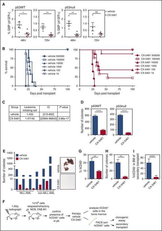 Figure 7. CX-5461 reduces the L-GMP and LIC population in MLL-driven AML. M/E p53WT or p53null AML cells were engrafted into recipient C57Bl/6 mice and treated with CX-5461 for 48 or 72 hours (p53WT 40 mg/kg, p53null 35 mg/kg). (A) The L-GMP population (% of the GFP+ tumor cells that are GMP+) was determined by flow cytometry at 48 and 72 hours (p53WT: *P = .0224, **P = .0011, n = 5; p53null: **P = .0017; n = 4). (B) Serial dilution transplant experiment. M/E tumor cells from the BM of either a CX-5461 or vehicle-treated mouse were re-injected into recipient C57Bl/6 mice (500 000 cells: n = 5 per group; 10 to 100 000 cells: n = 9 per group) (500 000 cells vehicle vs CX-5461, P = .0027; 100 000 cells vehicle vs CX-5461, P < .0001; 10 000 cells vehicle vs CX-5461, P = .0078; and 1000 cells vehicle vs CX-5461, P < .0001). (C) Single-dose CX-5461 treatment reduces LIC frequency. (D) Drug treatment reduces the clonogenic capacity in methylcellulose (****P < .0001; n = 5). (E) CX-5461 (500 nM) reduces colony forming potential in primary human MLL and non-MLL rearranged AML. Representative image from 1 patient sample. (F) Schematic overview of the patient-derived AML (relapsed/refractory, NOS, FAB M1, and non-MLL) xenograft experiments. (G) CX-5461 (40 mg/kg) therapy (total of 6 doses) reduced the percentage of hCD45+ tumor cells in the BM of mice with established human disease (**P = .0075; n = 6). (H) Colony formation of sorted hCD45+ tumor cells is significantly reduced post–CX-5461 therapy ex vivo (**P = .0048; n = 4). (I) Delayed disease latency in secondary recipient transplanted with sorted CX-5461–treated hCD45+ tumor cells assessed by analysis of disease burden in the BM of secondary recipient (****P < .0001; n = 6). Unpaired 2-tailed Student t test. Graphs represent mean ± SEM. CI, confidence interval; FAB, French-American-British; FACS, fluorescence-activated cell sorting; NOS, not otherwise specified; n.s., not significant; pb, peripheral blood.